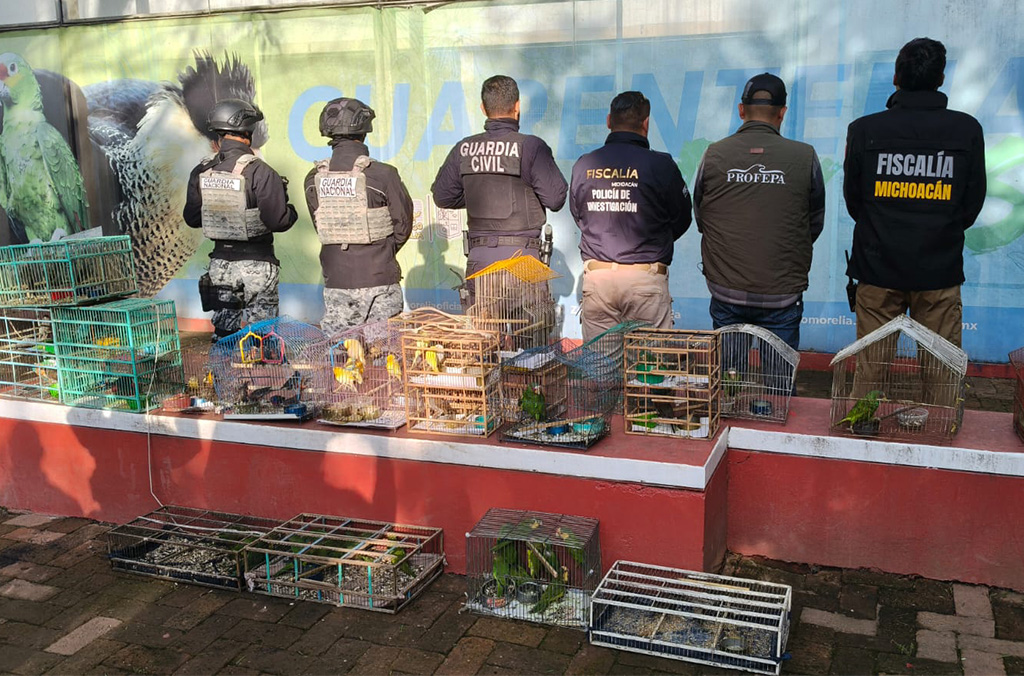 Imagen principal del artículo: Interpol detiene a 233 personas en ofensiva ambiental en América Latina y el Caribe