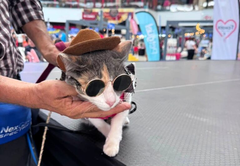 "Expo Mascotería" ofrecerá jornadas de adopción y actividades de Halloween este fin de semana